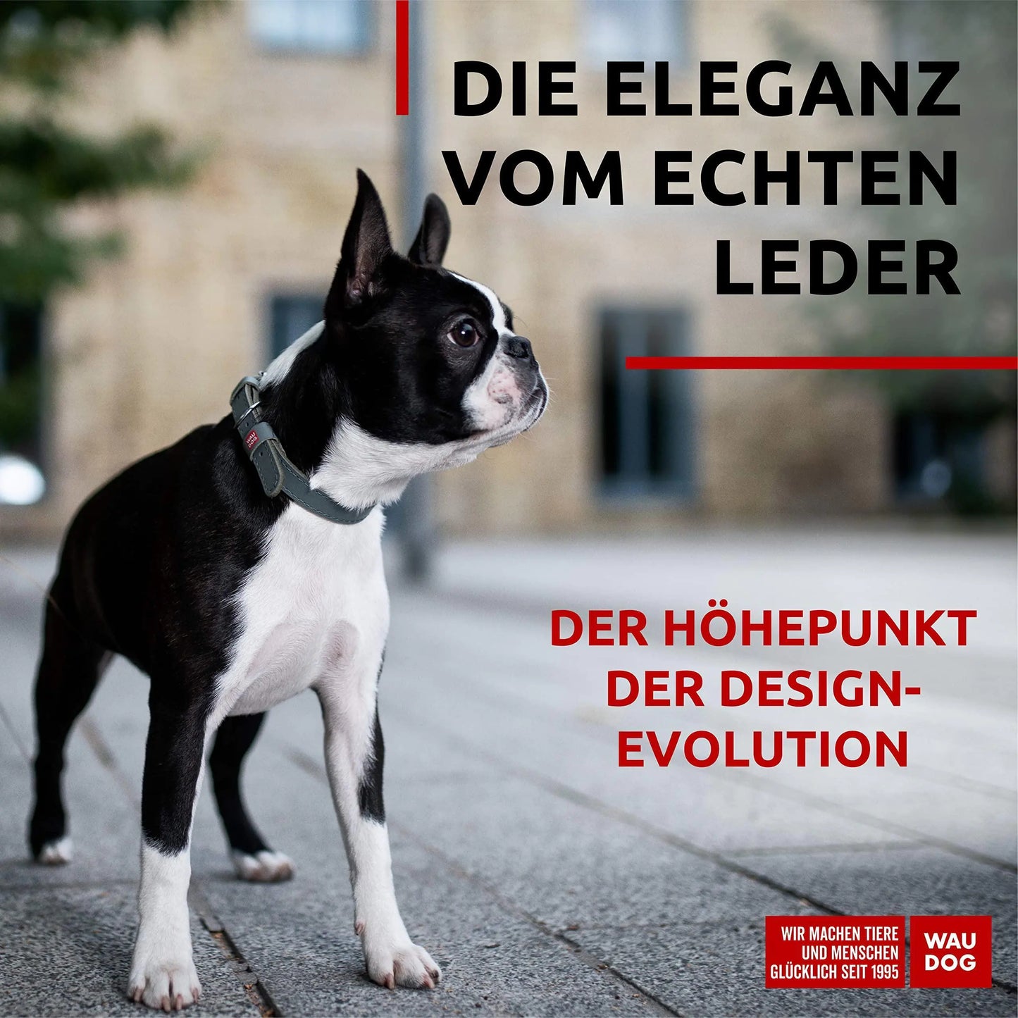 WAUDOG Long Lasting Leather Dog Collar for Large Dogs Medium & Small Dogs